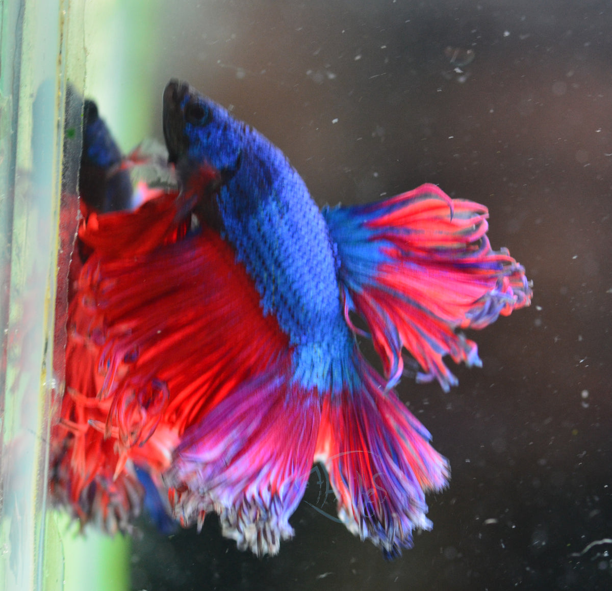 Bi-Colour Rosetail Male