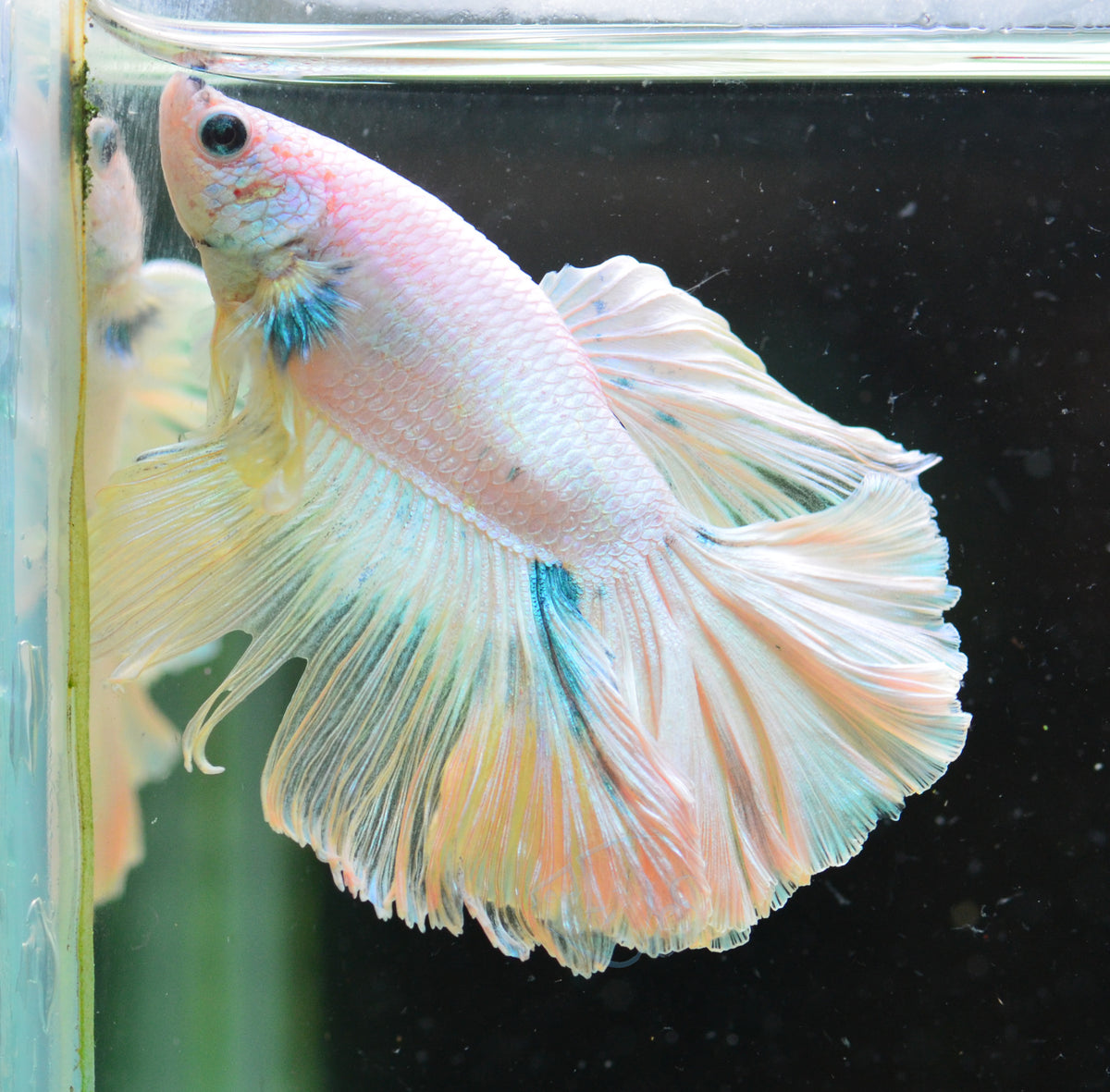 Blue Ice Rosetail Male