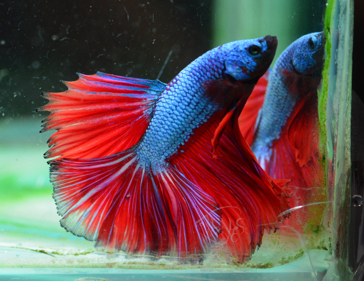 Bicolour Rosetail Male
