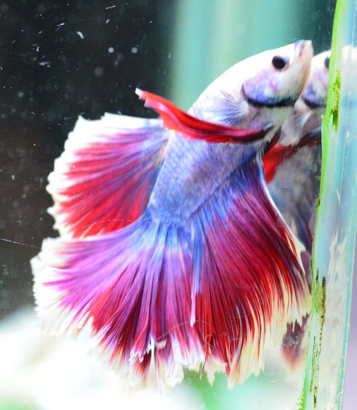 Cambodian Rosetail Male