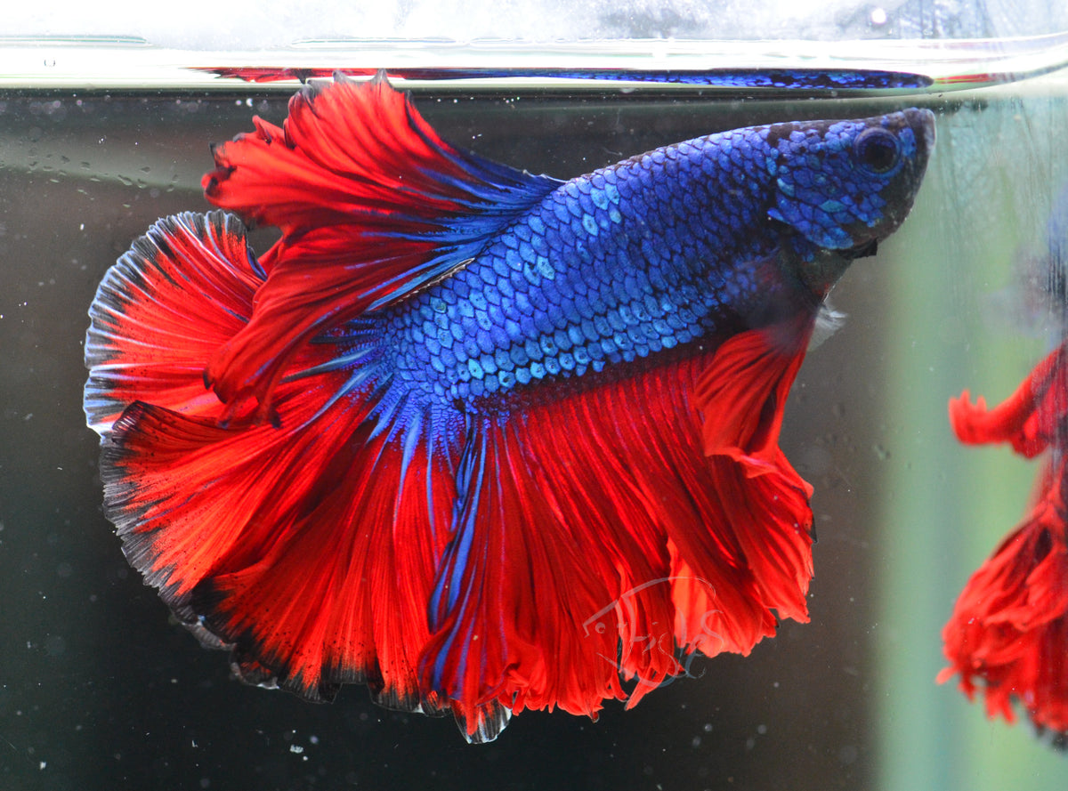 Bicolour Rosetail Male
