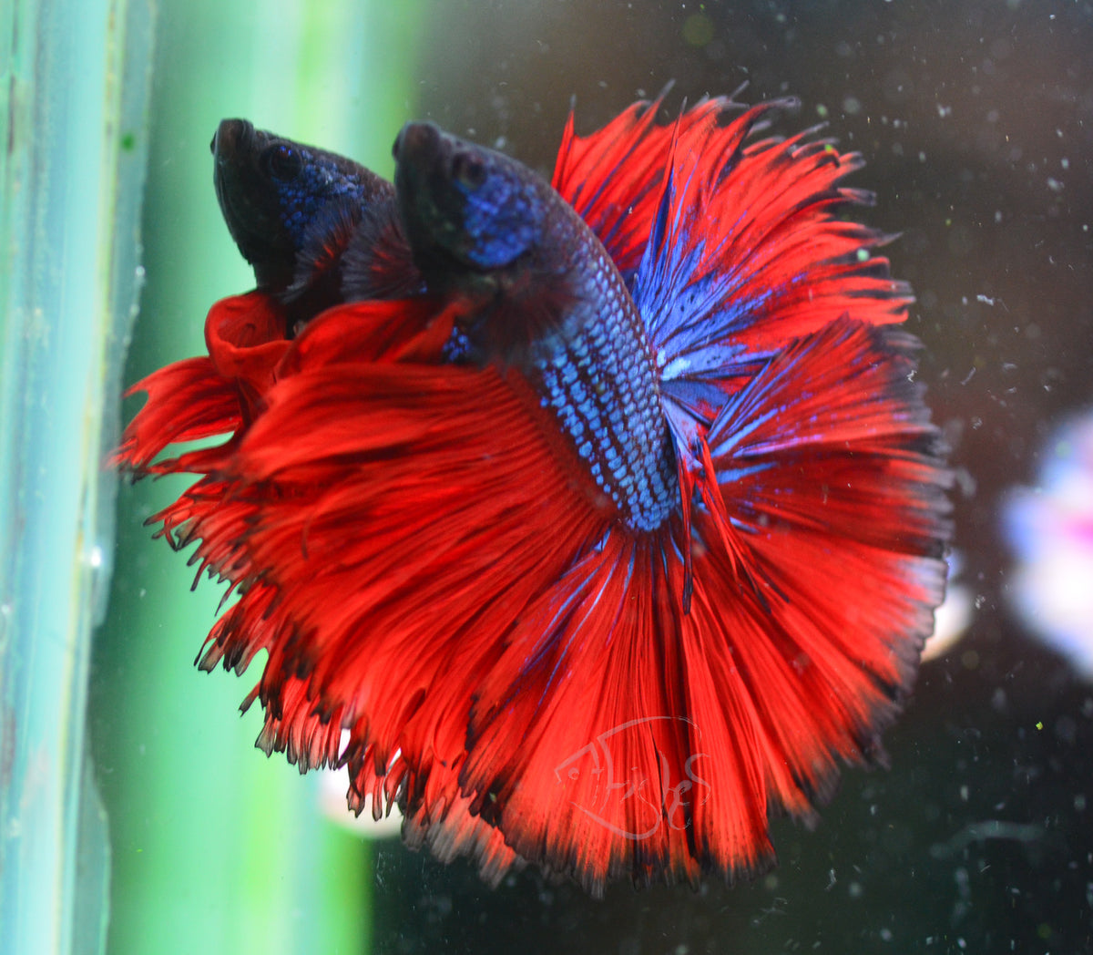 Bicolour Rosetail Male