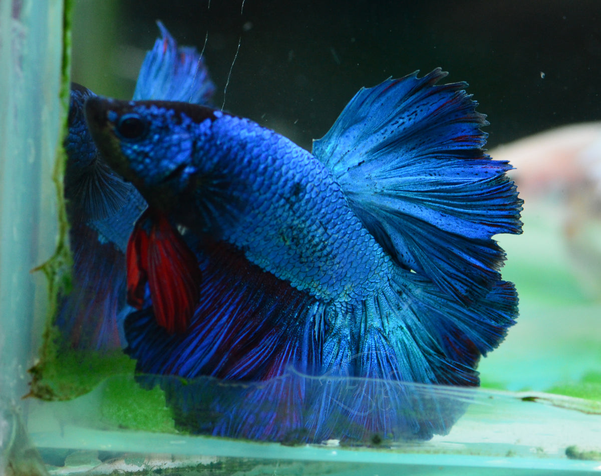 Turquoise Rosetail Male