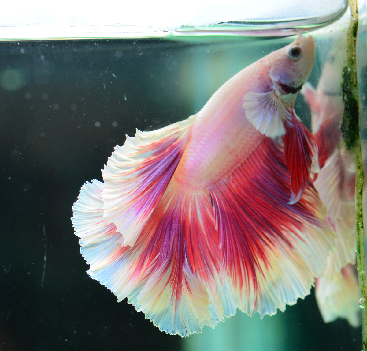 Pastel Pink Rosetail Male