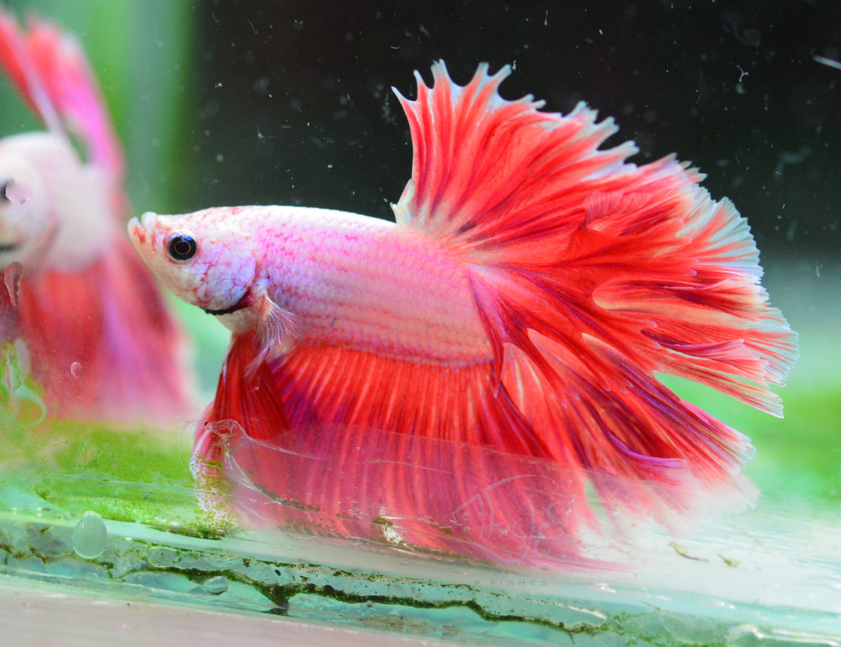 Pink Red Rosetail Male