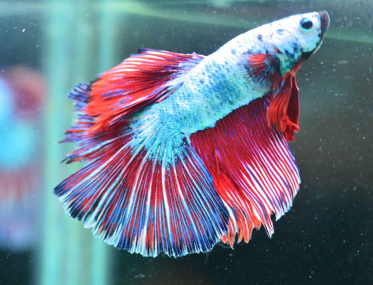 Pastel Marble Halfmoon Male