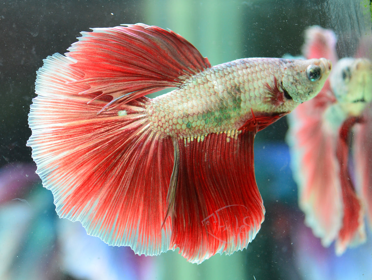 Red Dragon Halfmoon Male