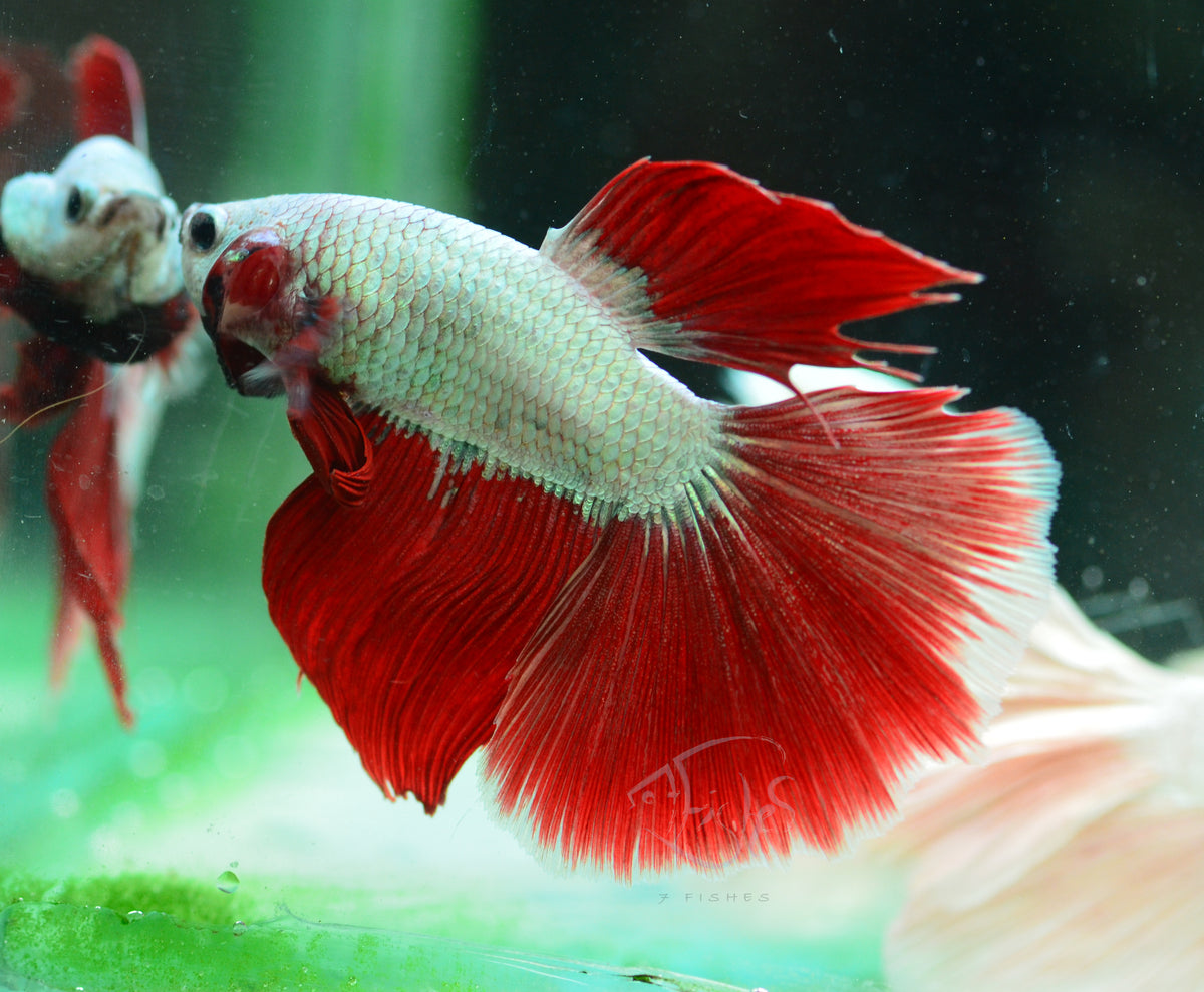Red Dragon Halfmoon Male