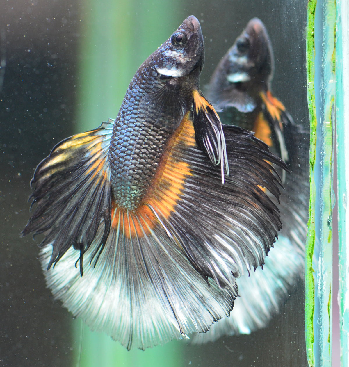 Copper Black Butterfly Halfmoon Male