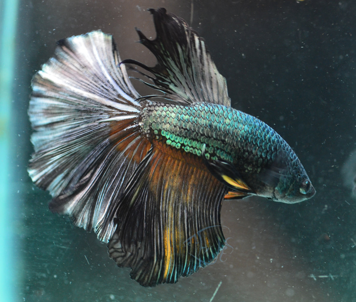 Copper Black Halfmoon Male