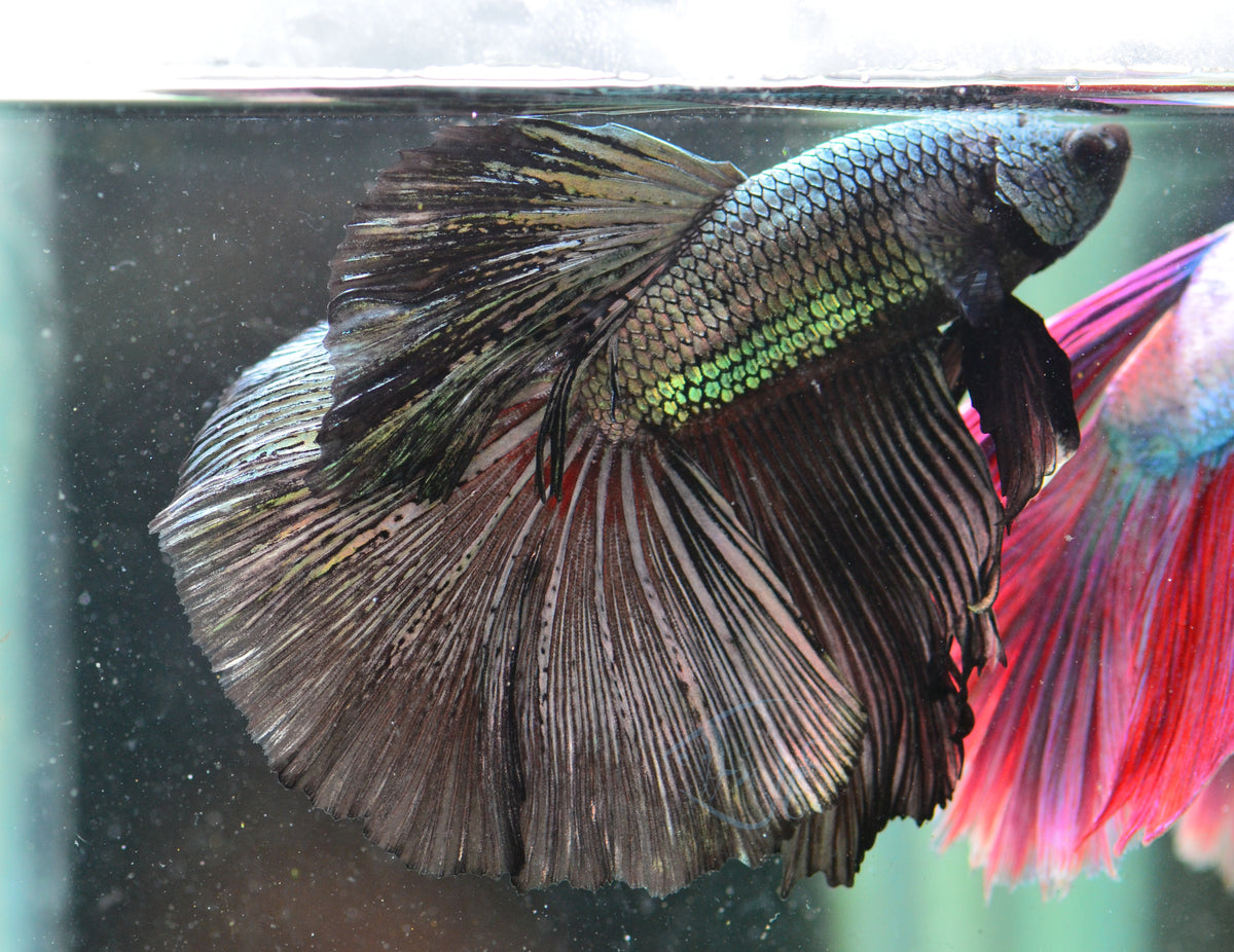 Copper Black Halfmoon Male