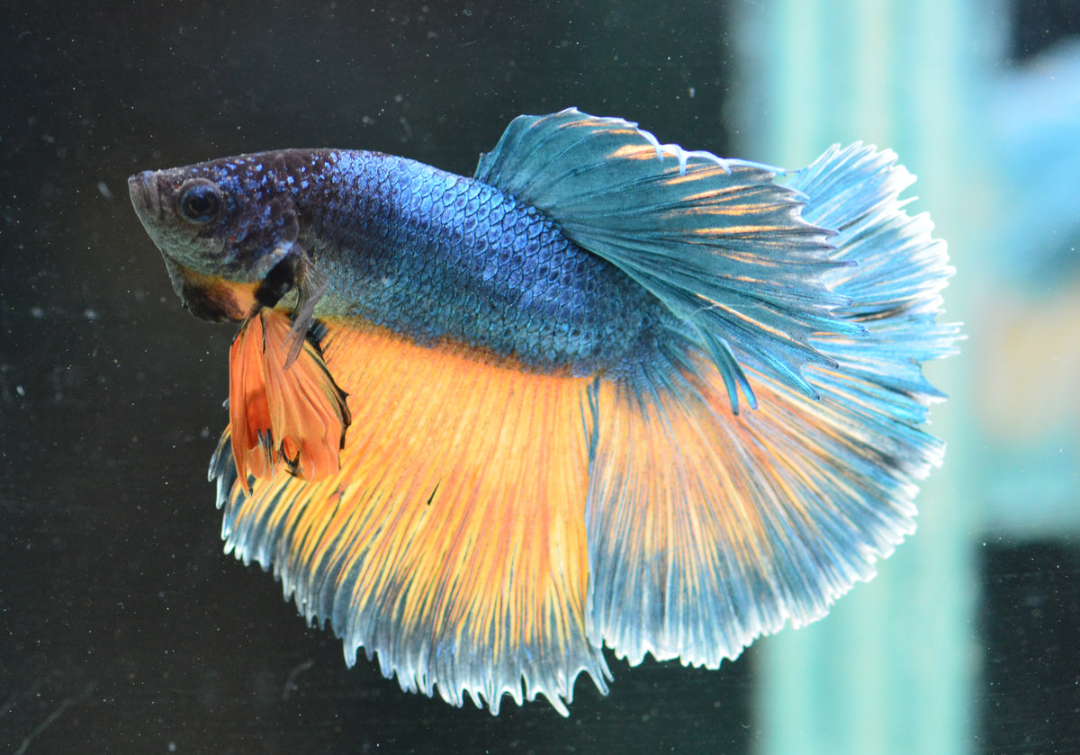 Steel Bicolour Halfmoon Male