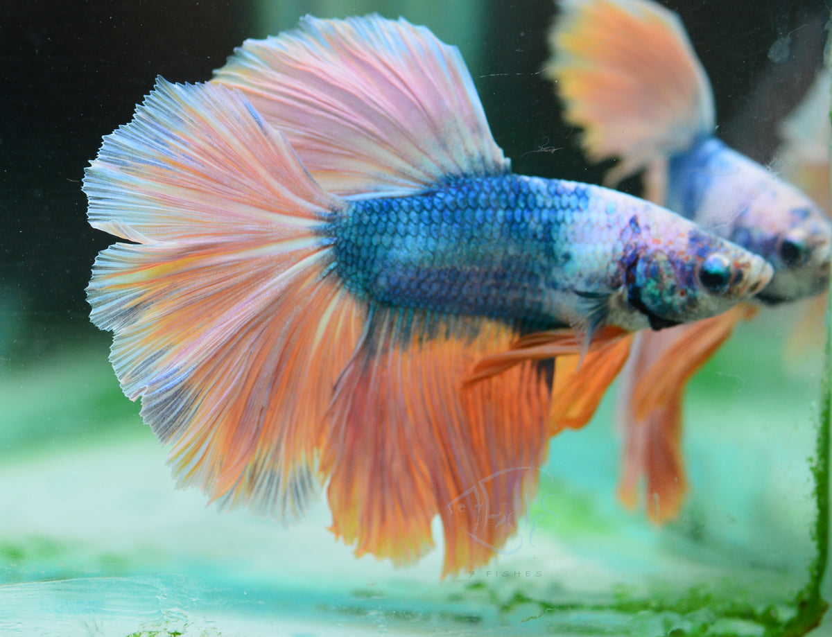 Blue Yellow Marble Halfmoon Male