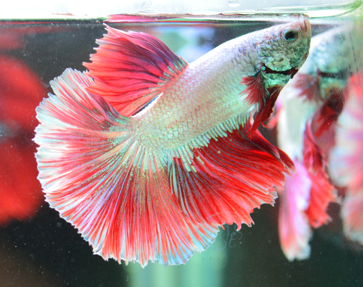 Red Dragon Halfmoon Male