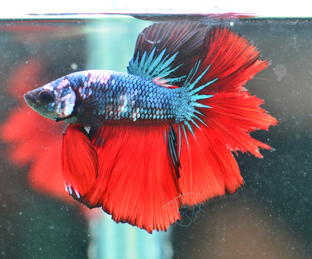 Steel Marble Bicolour Halfmoon Male