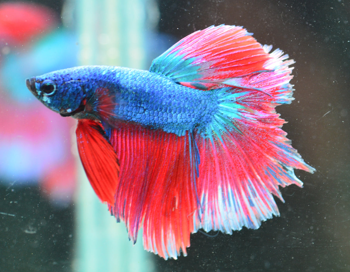Bicolour Halfmoon Male