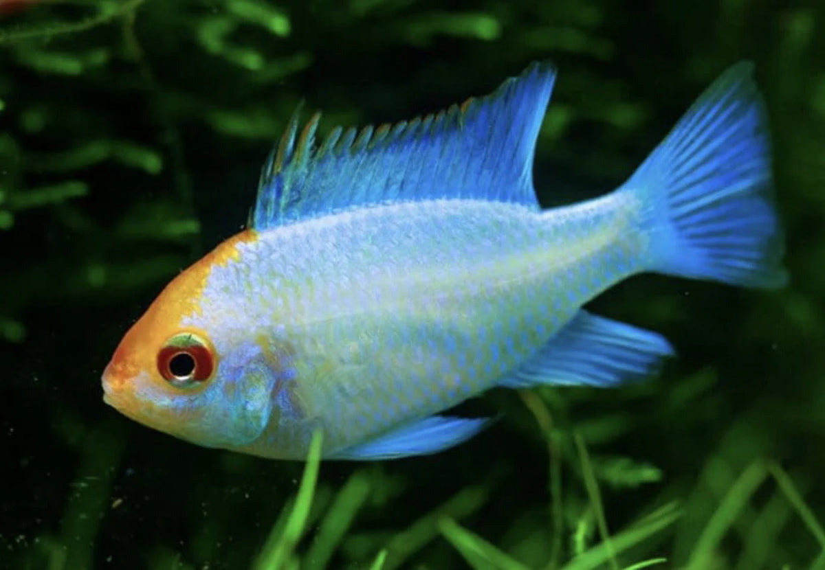 Gold Head Electric Blue Ram
