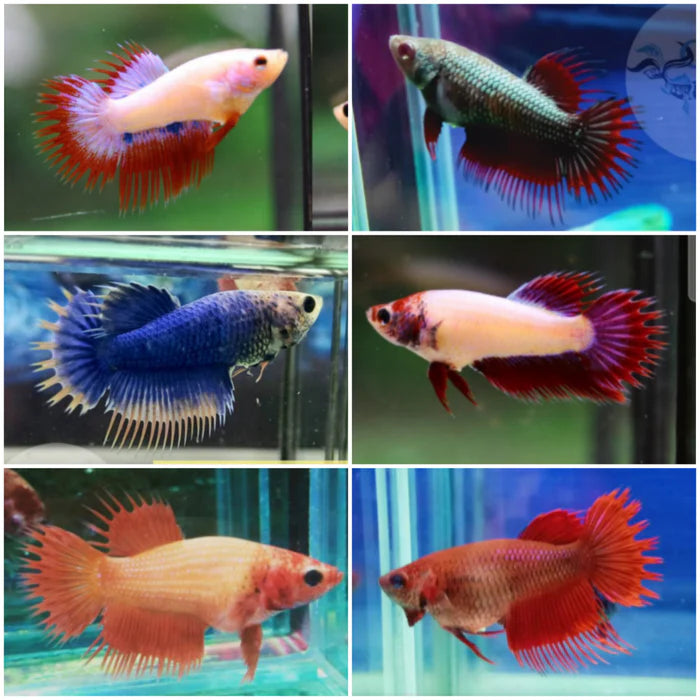 Assorted Crowntail Female