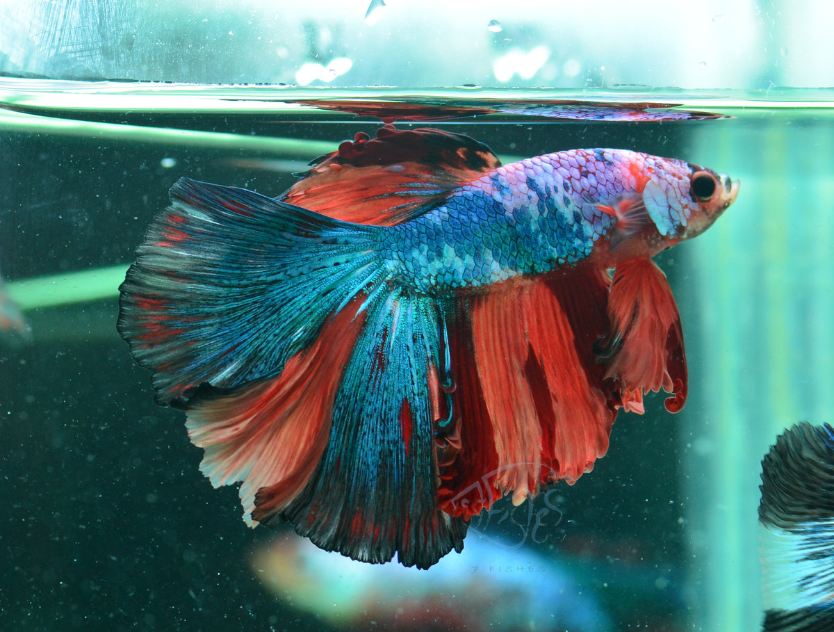 Fancy Koi Halfmoon Male