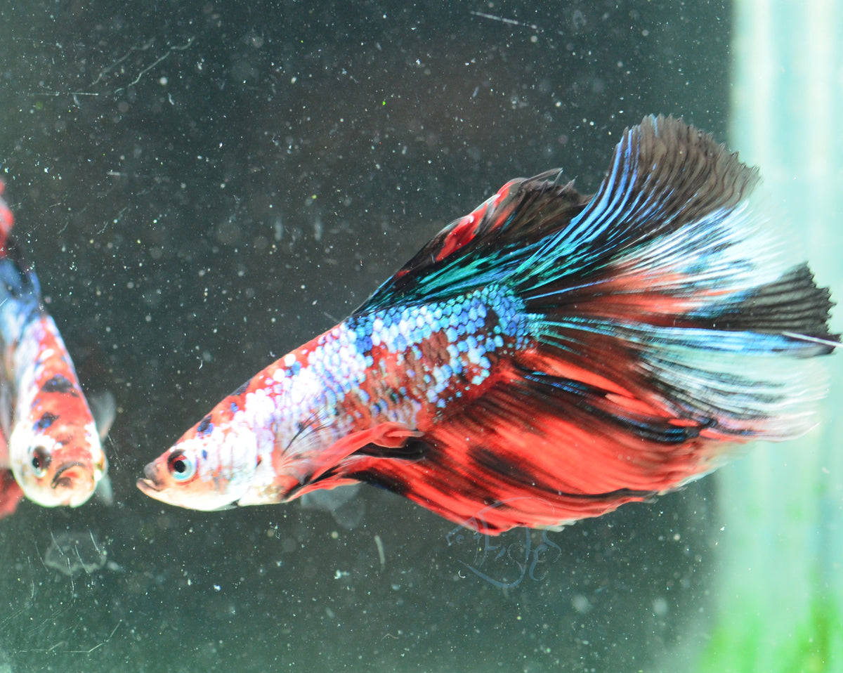 Galaxy Halfmoon Male