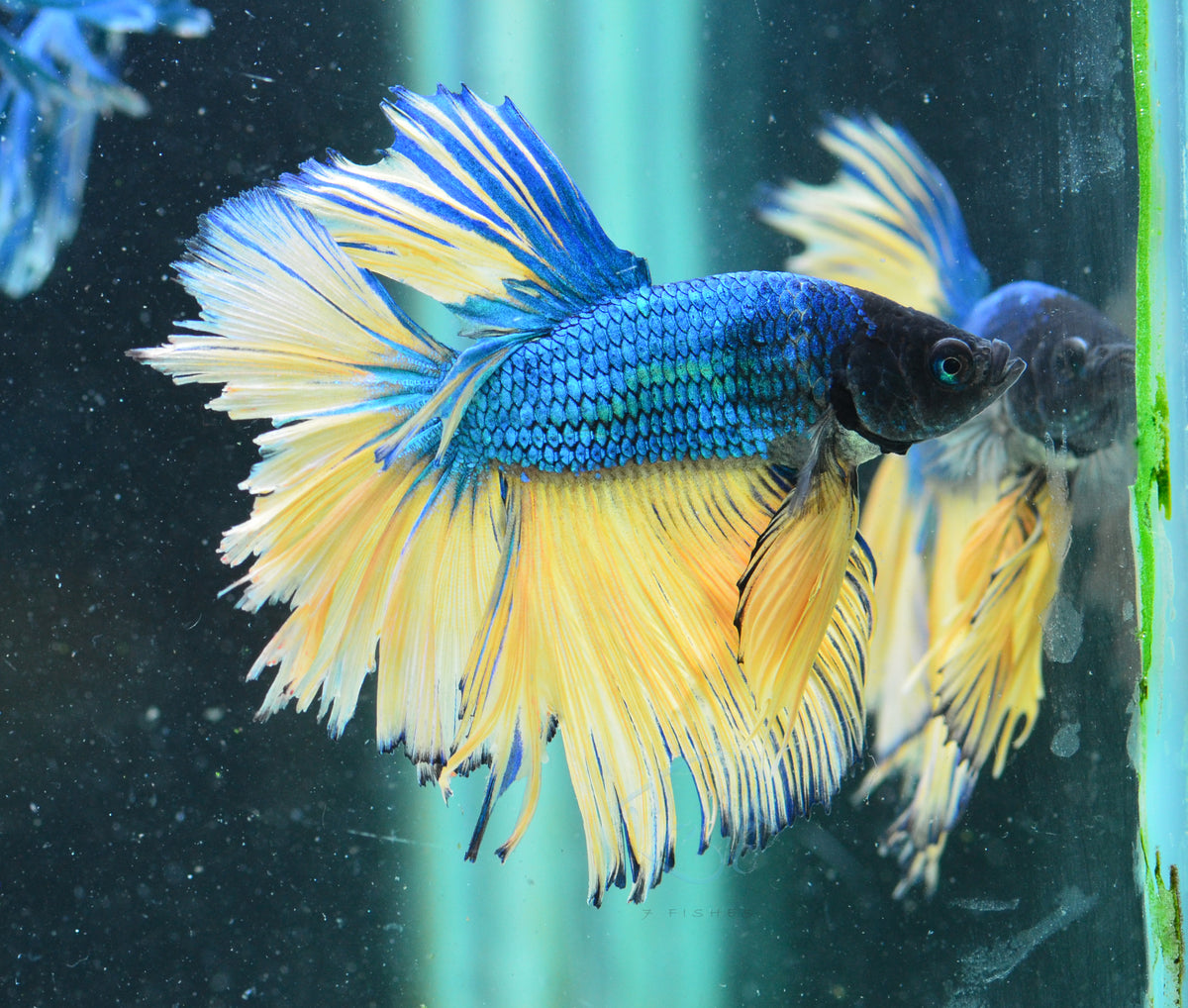 Mustard Halfmoon Male