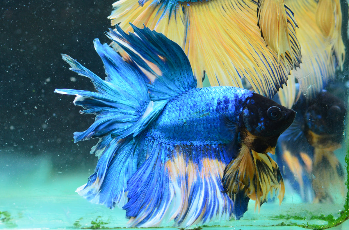 Blue Halfmoon Male