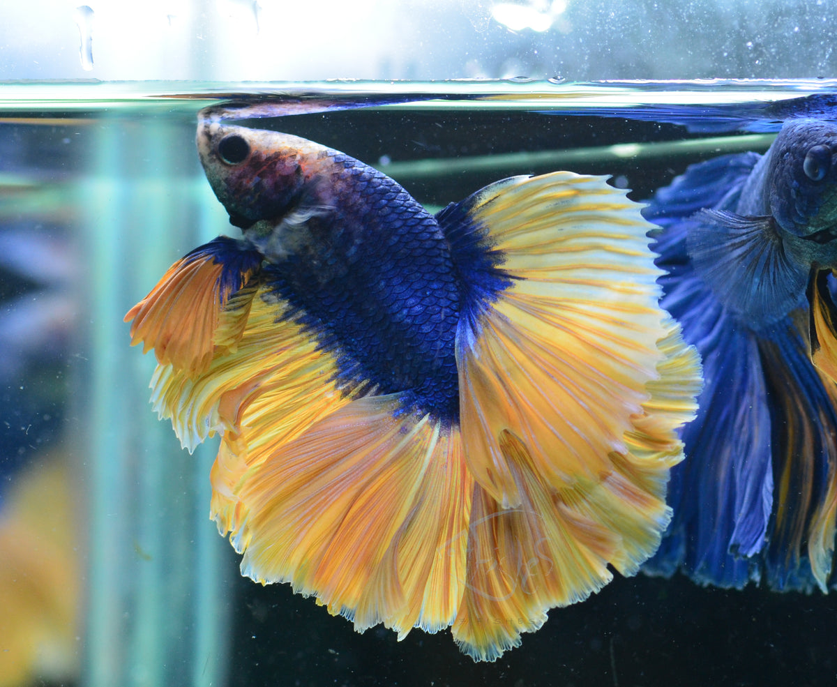 Blue Yellow Mascot Halfmoon Male