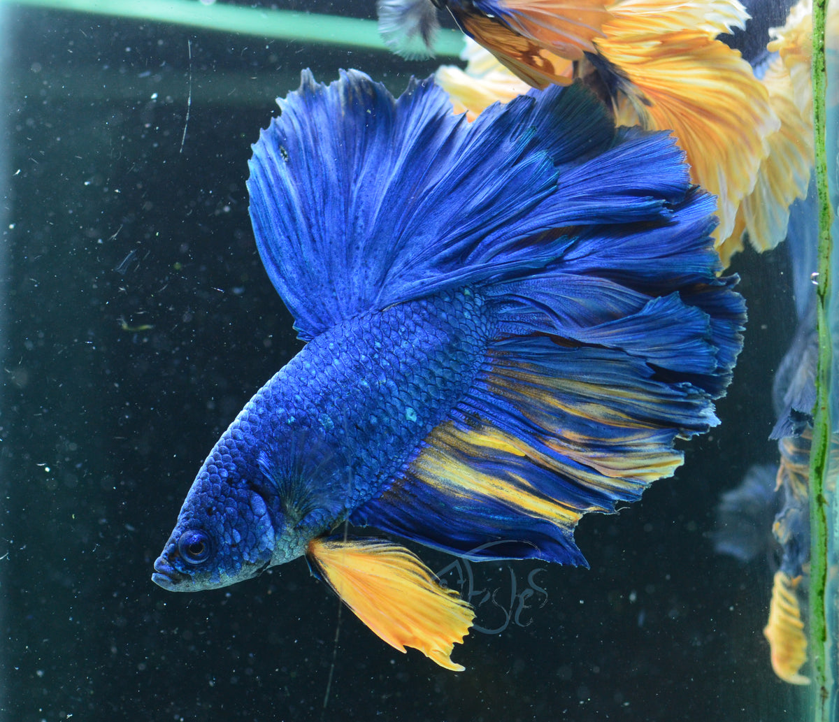 Blue Rosetail Male