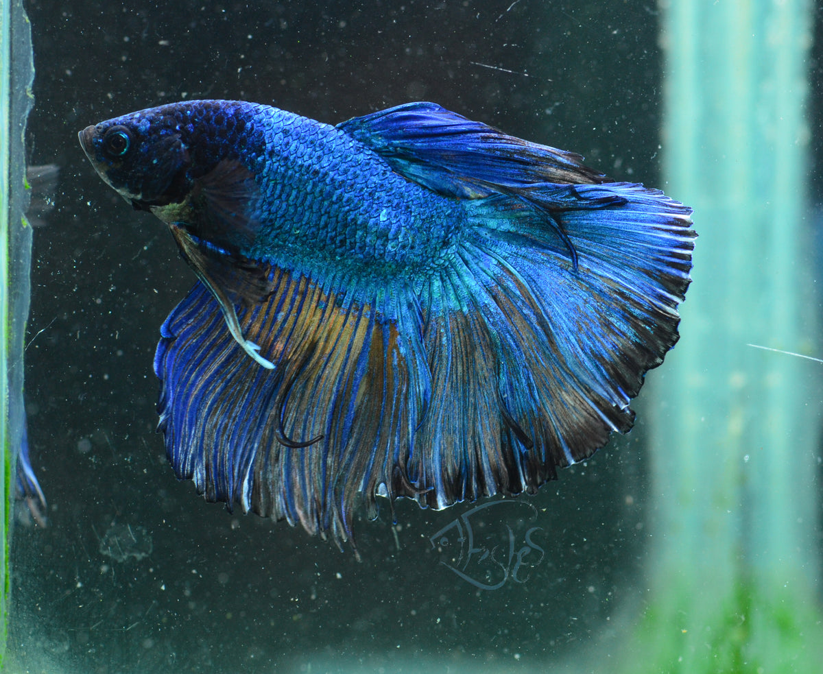 Blue Halfmoon Male