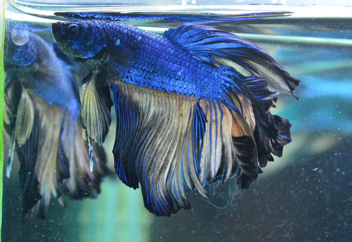 Mustard Rosetail Male