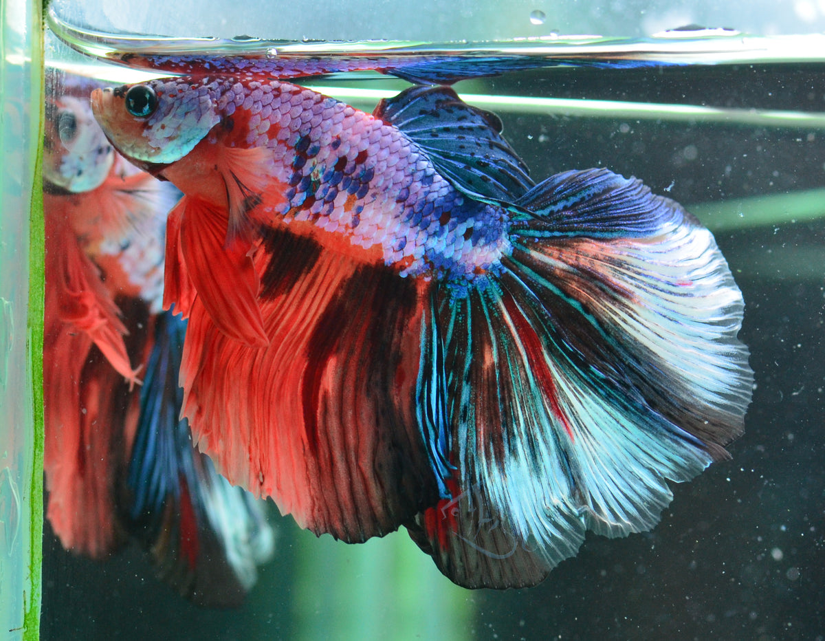 Candy Halfmoon Male