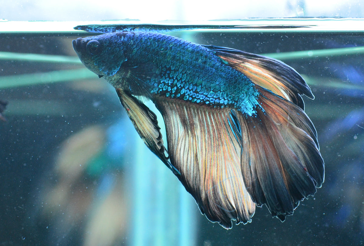 Mustard Delta-tail Male