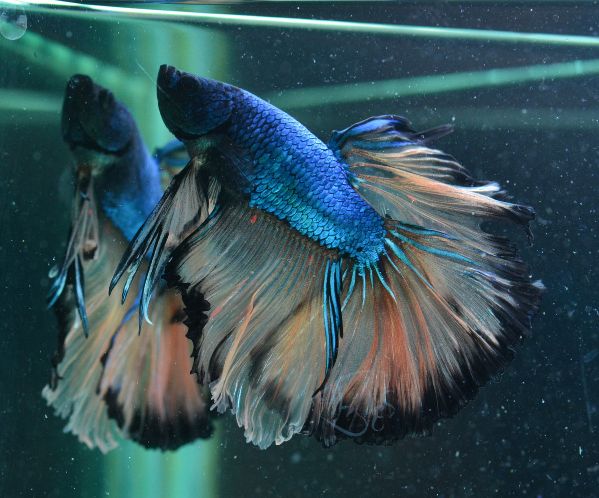 Mustard Halfmoon Male