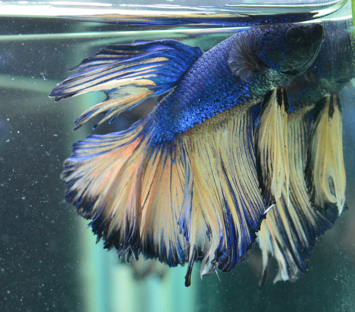 Mustard Halfmoon Male