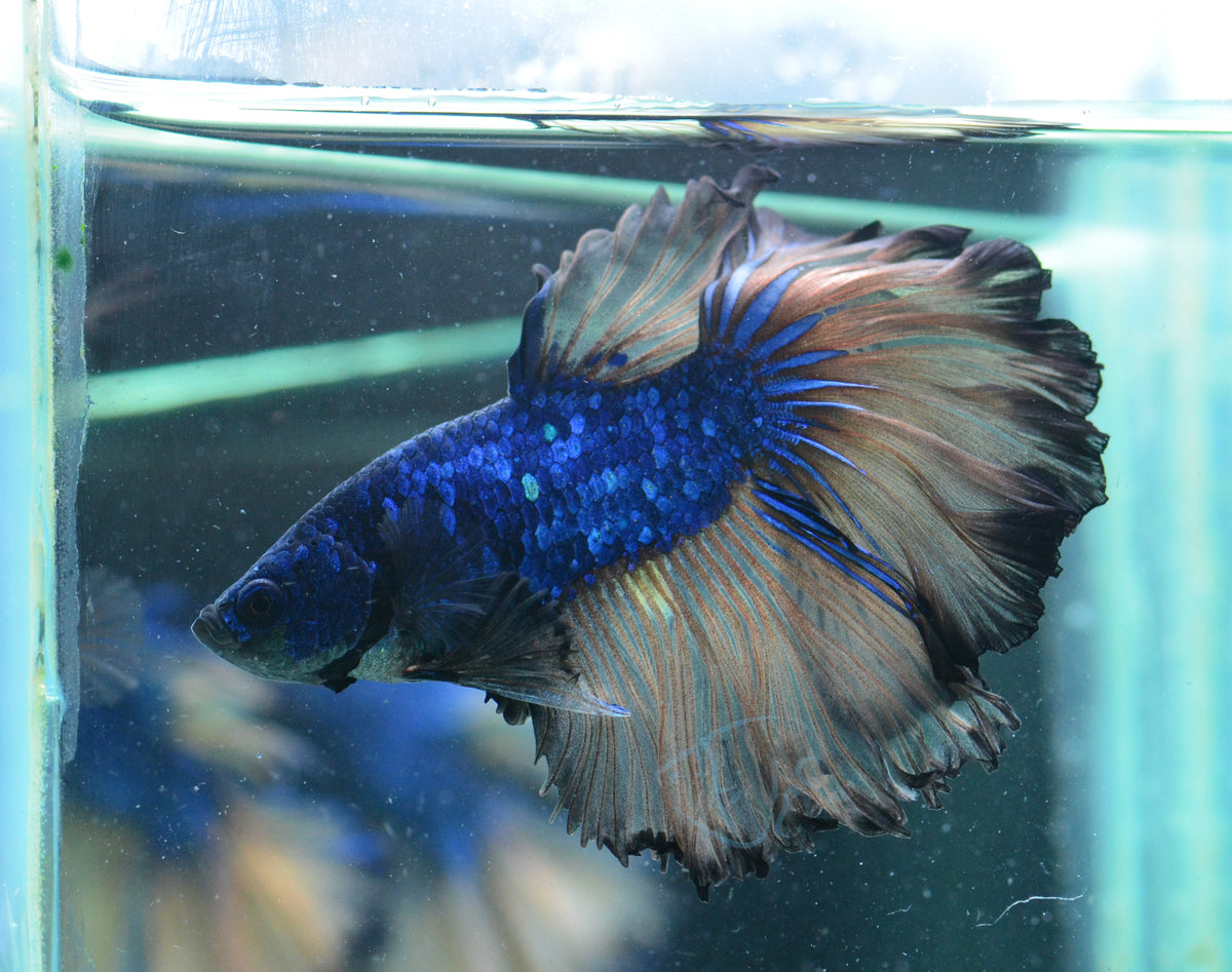 Mustard Halfmoon Male