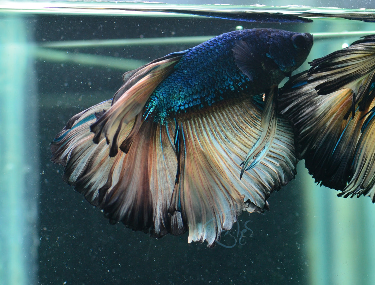 Mustard Halfmoon Male