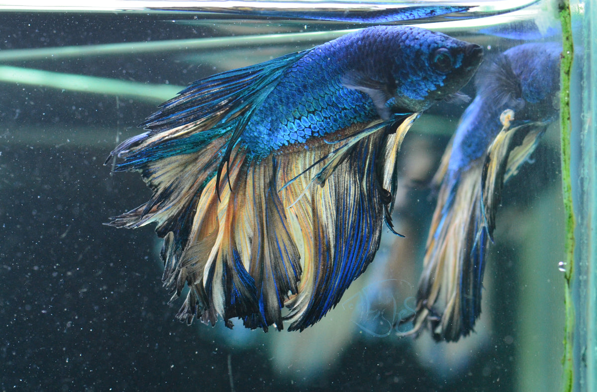 Mustard Halfmoon Male