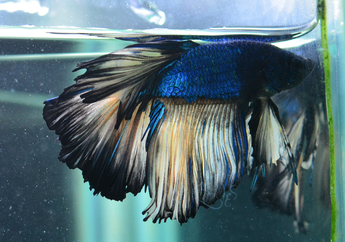 Mustard Halfmoon Male