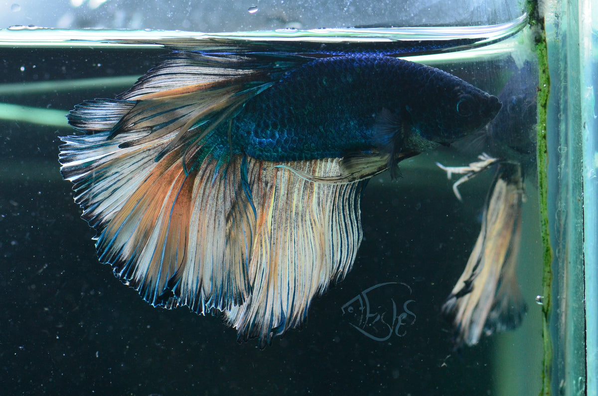 Mustard Halfmoon Male