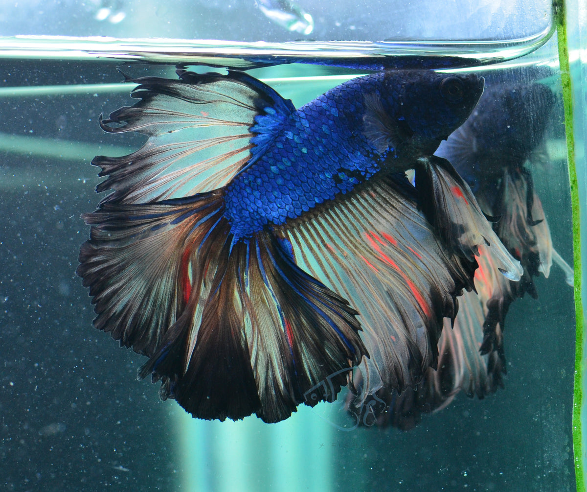 Mustard Halfmoon Male