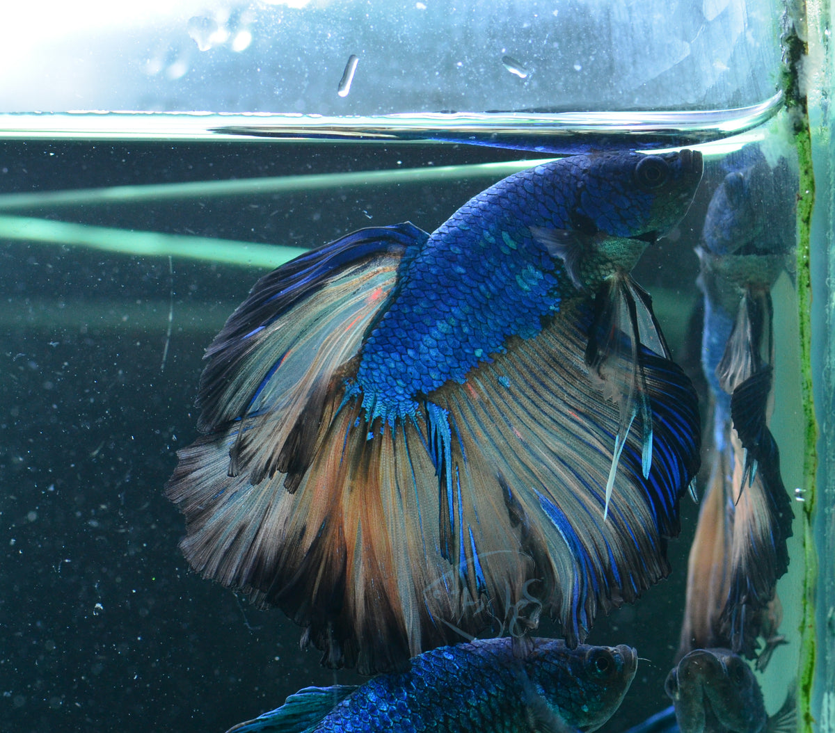 Mustard Halfmoon Male