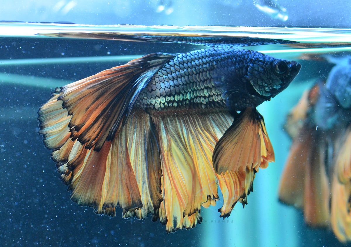 Copper Yellow Halfmoon Male