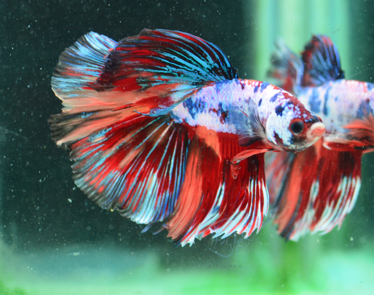 Candy Halfmoon Male