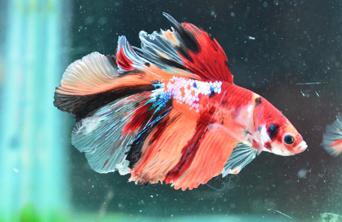 Nemo Halfmoon Male