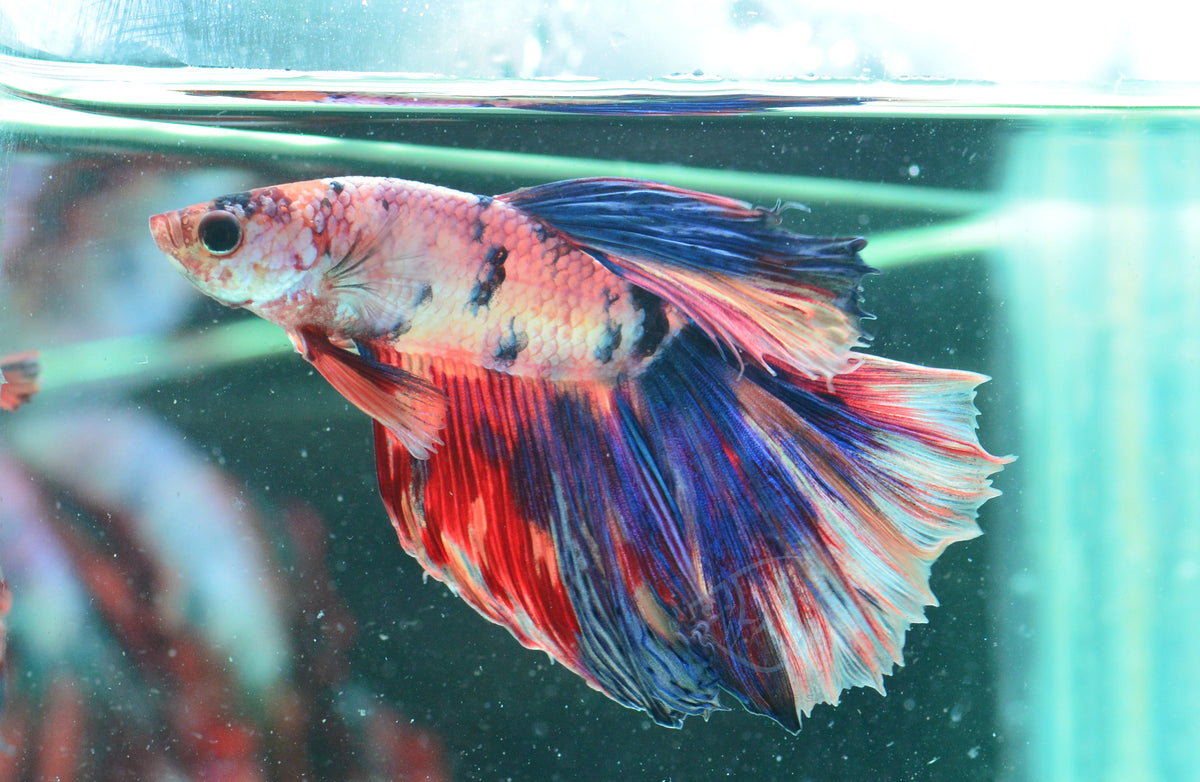 Multicolour Halfmoon Male