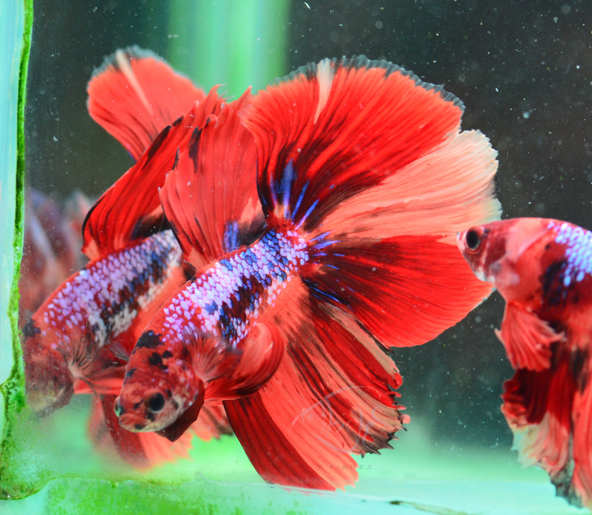 Candy Halfmoon Male