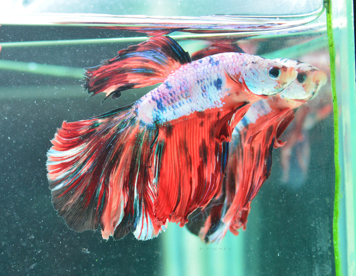 Candy Halfmoon Male
