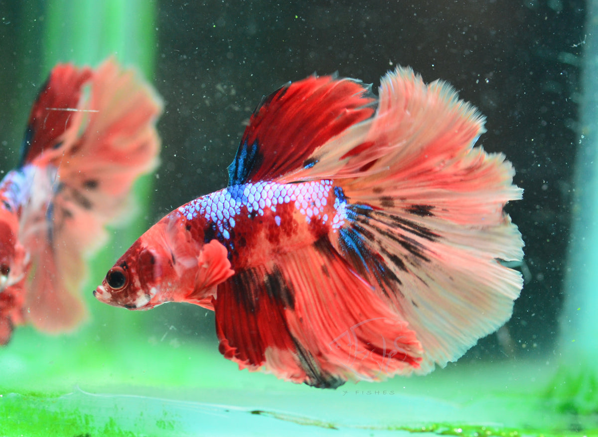 Candy Halfmoon Male