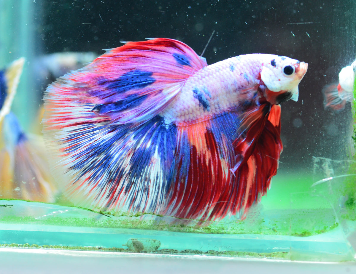 Multicolour Halfmoon Male
