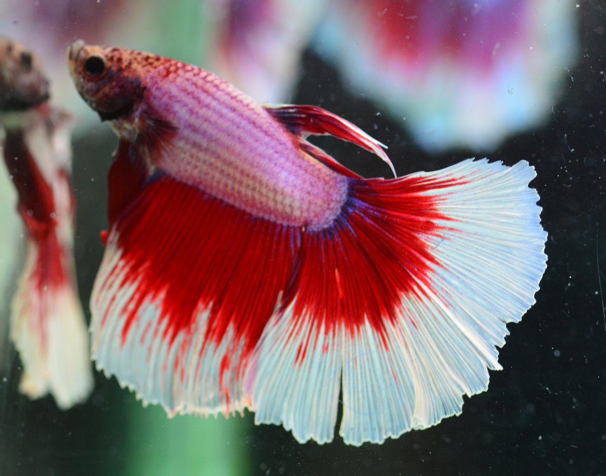 Lavender Butterfly Halfmoon Male